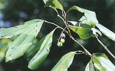 Helicia rengetiensis 蓮花池山龍眼