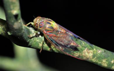 Nipponosemia terminalis (Matsumura, 1913) 端黑蟬