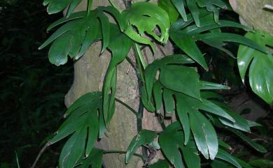 Epipremnum pinnatum (L.) Engl. 拎樹藤