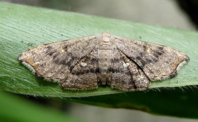 Chundana emarginata (Hampson, 1891) 凹緣雙尾蛾