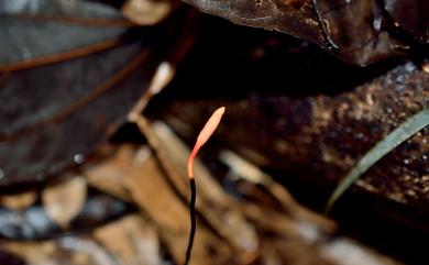 Ophiocordyceps nutans (Patouillard) G.H. Sung, J.M. Sung, Hywel-Jones & Spatafora 2007 下垂蟲草