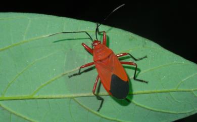 Antilochus coquebertii (Fabricius, 1803) 頸紅蝽