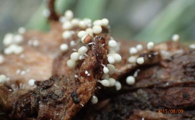 Fungi T.L.Jahn & F.F.Jahn ex R.T.Moore 真菌界