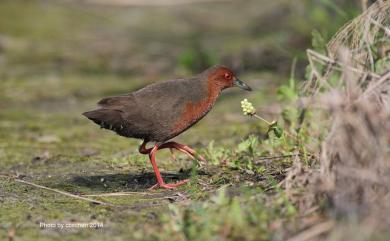 Zapornia fusca erythrothorax (Temminck & Schlegel, 1849) 緋秧雞