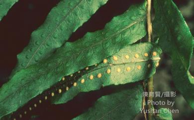Goniophlebium mengtzeense (Christ) G.Roedl-Linder 蒙自水龍骨