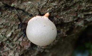 Lycogala flavofuscum (Ehrenb.) Rost. 大粉瘤黏菌