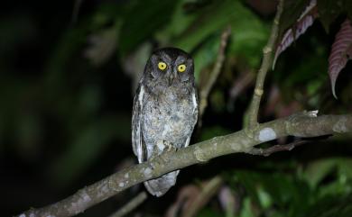 Otus elegans botelensis 蘭嶼角鴞