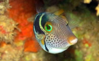 Canthigaster valentini (Bleeker, 1853) 瓦氏尖鼻魨