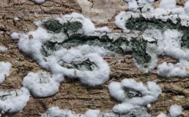 Trichoderma viride Pers. 綠木黴菌