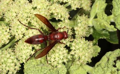 Polistes gigas (Körby & Spence, 1826) 巨紅長腳蜂