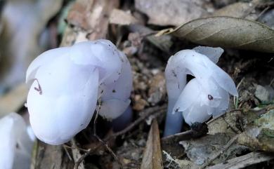 Cheilotheca humilis (D.Don) H.Keng 水晶蘭