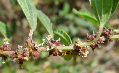 Pouzolzia elegans Wedd. 水雞油