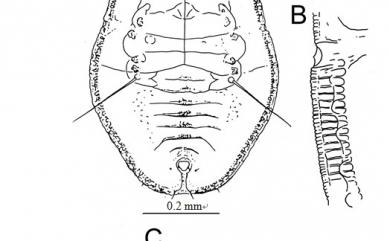Aleuroclava jasmini Takahashi, 1932 茉莉棒粉蝨