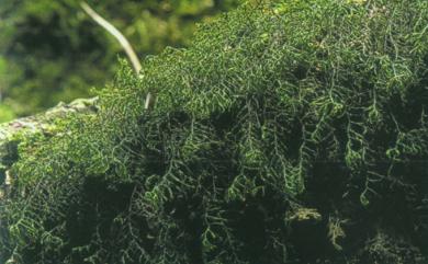 Ptychanthus striatus 皺萼蘚