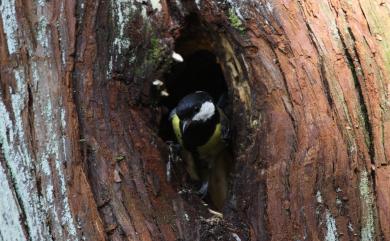 Parus monticolus insperatus (Swinhoe, 1866) 青背山雀