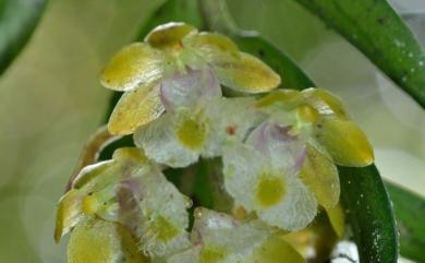 Gastrochilus matsudae 寬唇松蘭