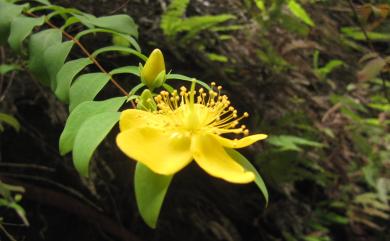 Hypericum geminiflorum Hemsl. 雙花金絲桃