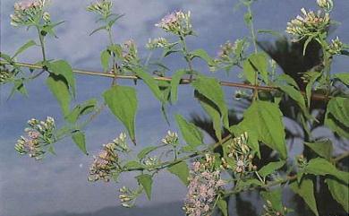 Chromolaena odorata 香澤蘭