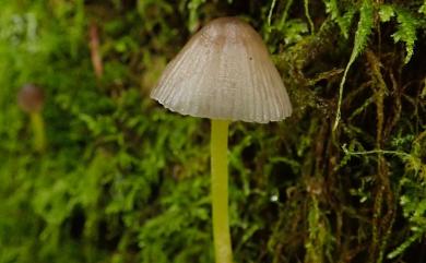 Mycena 小菇屬