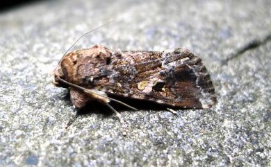 Spodoptera mauritia (Boisduval, 1833)