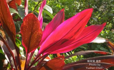 Cordyline fruticosa (L.) A.Chev. 黑扇朱蕉