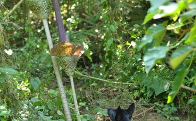 Amorphophallus hirtus 密毛魔芋