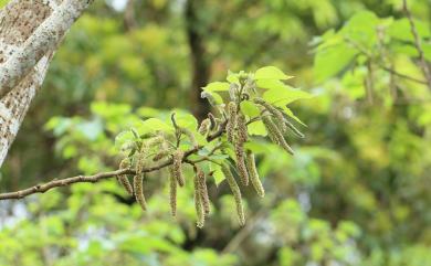 Broussonetia papyrifera (L.) L'Hér. ex Vent. 構樹