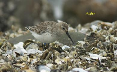 Calidris alpina sakhalina 黑腹濱鷸