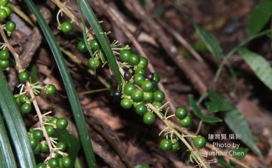 Liriope spicata 麥門冬