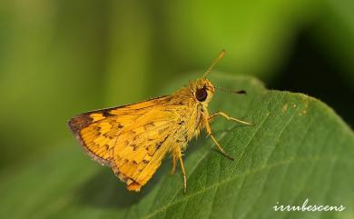 Potanthus confucius angustatus (Matsumura, 1910) 黃斑弄蝶