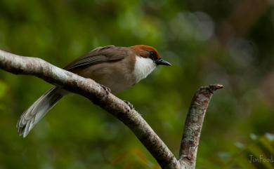 Ianthocincla ruficeps (Gould, 1863) 臺灣白喉噪眉