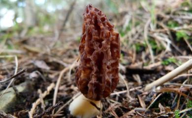 Morchella 羊肚菌屬