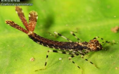 Coeliccia cyanomelas Ris, 1912 青黑琵蟌