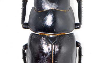 Prosopocoilus forficula austerus (de Lisle, 1967) 圓翅鋸鍬形蟲