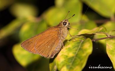 Caltoris bromus yanuca Fruhstorfer, 1911 變紋黯弄蝶