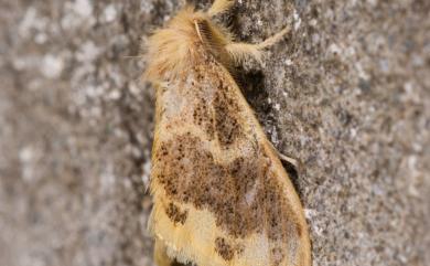 Euproctis purpureofasciata Wileman, 1914 寬紋黃毒蛾