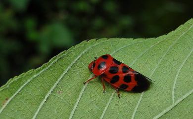 Cosmoscarta bispecularis White, 1844 帶斑麗沫蟬