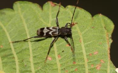 Perissus kankauensis Schwarzer, 1925 港口矮虎天牛