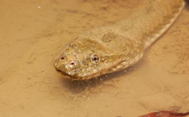 Myrrophis chinensis (Gray, 1842) 唐水蛇