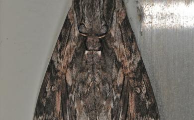 Agrius convolvuli (Linnaeus, 1758) 蝦殼天蛾