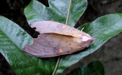 Euhampsonia formosana (Matsumura, 1925) 凹緣黃星舟蛾