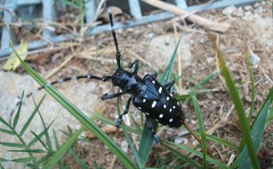 Anoplophora chinensis (Foster, 1771) 華星天牛