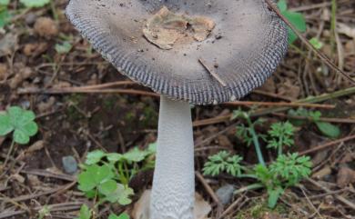 Amanita vaginata (Bull.:Fr.) Vitt., 1823 灰鵝膏