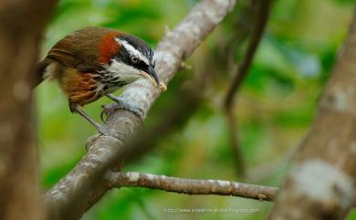 Pomatorhinus musicus Swinhoe, 1859 小彎嘴