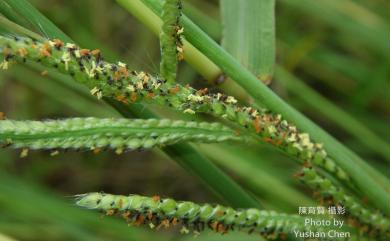 Paspalum urvillei 吳氏雀稗