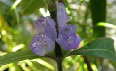 Hygrophila pogonocalyx 大安水蓑衣