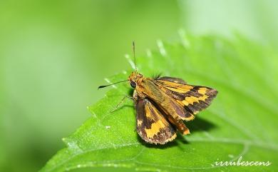 Potanthus confucius angustatus (Matsumura, 1910) 黃斑弄蝶