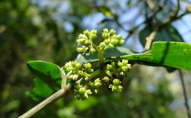 Cayratia corniculata (Benth.) Gagnep. 角花烏斂莓