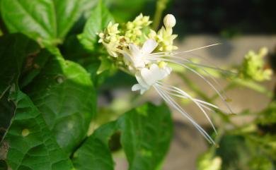 Clerodendrum paniculatum var. albiflorum 白花龍船花