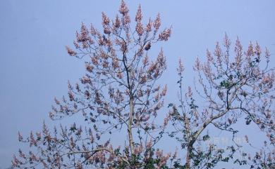 Paulownia × taiwaniana T.W.Hu & H.J.Chang 臺灣泡桐